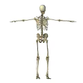 Male Human Skeleton Standing with Arms Outstretched Full Body Anatomical View