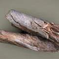 Natural Wood Stone Raw Log With Rough Surface And Organic Earthy Texture