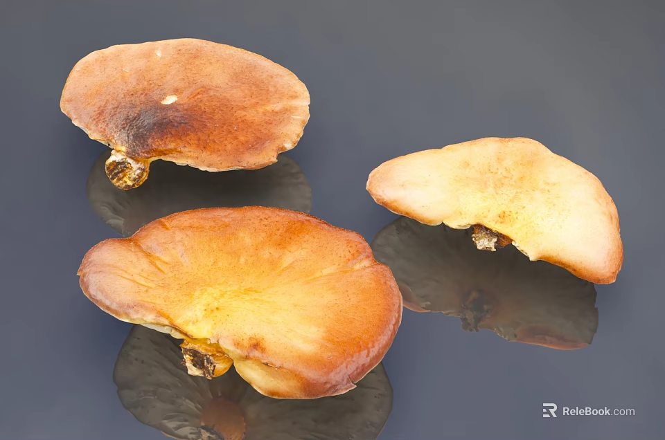 Dried Ganoderma Mushrooms With Brown Yellow Hues On Dark Background Surface 3d model 