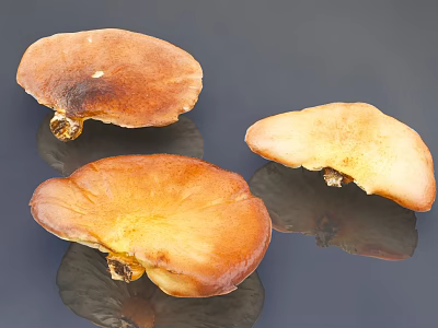 Dried Ganoderma Mushrooms With Brown Yellow Hues On Dark Background Surface 3d model