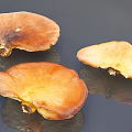 Dried Ganoderma Mushrooms With Brown Yellow Hues On Dark Background Surface