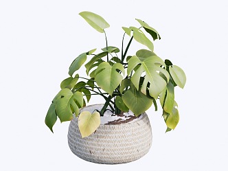 indoor potted plant 3d model