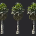 Three Tall Palm Trees With Straight Trunks And Lush Green Foliage