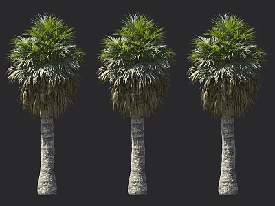 Three Tall Palm Trees With Straight Trunks And Lush Green Foliage 3d model