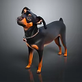 Small Black and Tan Dog Standing with Collar on Dark Background