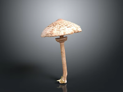 Brown Spotted Mushroom With Slender Stem And Root Like Base Structure 3d model