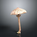 Brown Spotted Mushroom With Slender Stem And Root Like Base Structure
