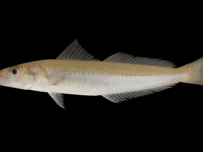 Silver Streamlined Aquatic Fish With Prominent Fins And Sleek Body 3d model Silver Streamlined Aquatic Fish With Prominent Fins And Sleek Body 3d model