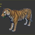 Realistic 3D Tiger Model With Orange Fur Black Stripes And Standing Posture