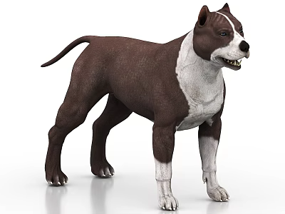Brown And White Dog 3D Model With Muscular Build In Standing Pose 3d model