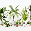 Various Green Potted Plants With Ceramic Pots And Wooden Stands For Indoor Decoration