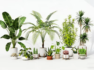 Various Green Potted Plants With Ceramic Pots And Wooden Stands For Indoor Decoration 3d model