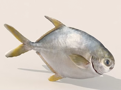 Realistic Silver Fish With Yellow Fins And Tail Isolated On White Background 3d model
