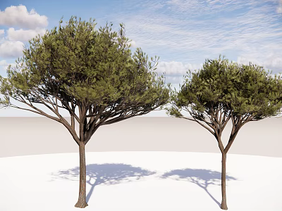Modern Dwarf Trees Tall Trees Conifers Big Trees Courtyard Trees Landscape Trees Pine and Cypress Trees Small Trees 3d model