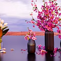 Pink Blossoms And White Tulips In Dark Vases With Scattered Petals On Water Surface