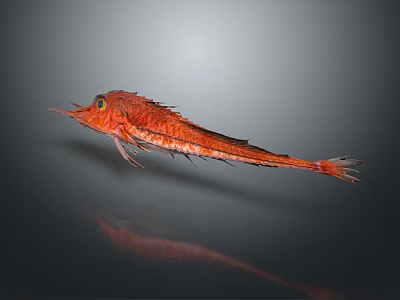 Red Fish With Unique Appearance And Spiky Fins On Dark Background With Reflection 3d model
