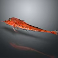 Red Fish With Unique Appearance And Spiky Fins On Dark Background With Reflection 3d model