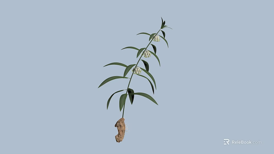 Green Leafy Plant With Small White Flowers And Root Tuber 3d model