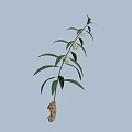 Green Leafy Plant With Small White Flowers And Root Tuber 3d model