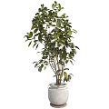 Lush Bonsai Plant Featuring Multiple Branches Thick Glossy Green Leaves In White Pot