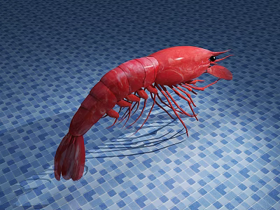 Red Aquatic Shrimp on Blue Tiled Floor with Natural Shadow Effect 3d model Red Aquatic Shrimp on Blue Tiled Floor with Natural Shadow Effect 3d model