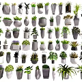 Bonsai Potted Plants With Various Ceramic Concrete And Wooden Planters For Home Decor