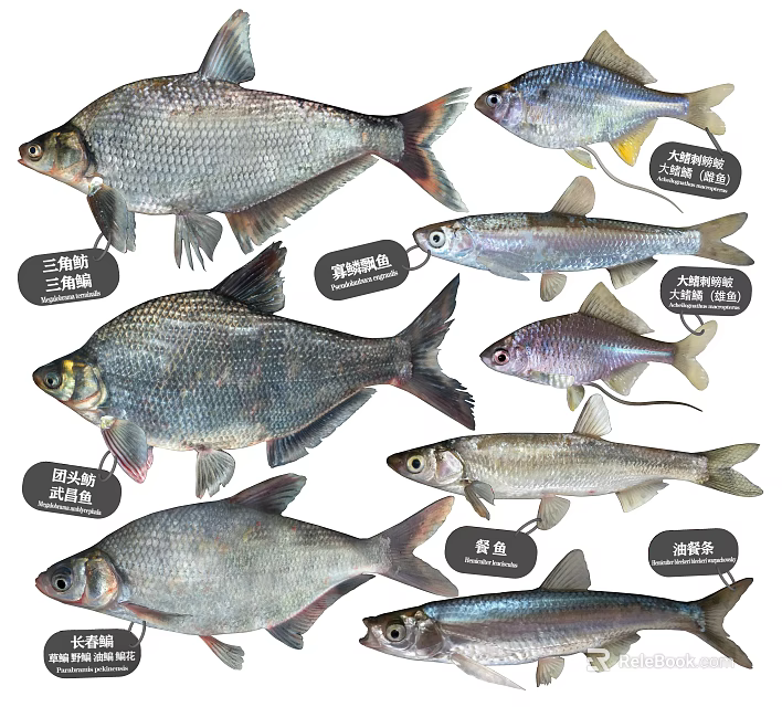 Common Freshwater Aquatic Fish Species Featuring Bream Culter and Silver Fish 3d model 