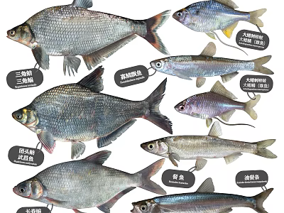 Common Freshwater Aquatic Fish Species Featuring Bream Culter and Silver Fish 3d model
