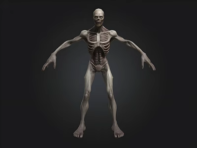 3D Skeleton Humanoid Figure With Detailed Bones Standing On Dark Background 3d model