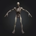 3D Skeleton Humanoid Figure With Detailed Bones Standing On Dark Background 3d model