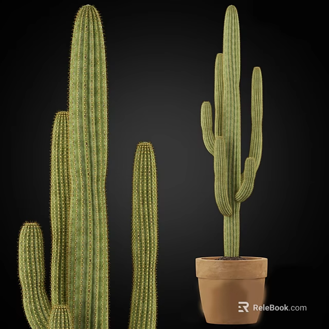 Tall Green Columnar Cactus Potted in Clay Pot for Interior Decor 3d model 