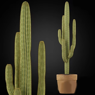 Tall Green Columnar Cactus Potted in Clay Pot for Interior Decor 3d model