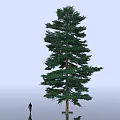 Floral Art Display Featuring Tall Pine Tree Human Silhouette On Light Blue Reflective Ground