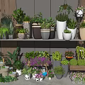 Indoor Bonsai and Potted Plants Display With Various Ceramic Pots and Hanging Greenery