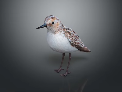 Small Flying Bird with Brown and White Feathers Slender Legs and Pointed Beak 3d model