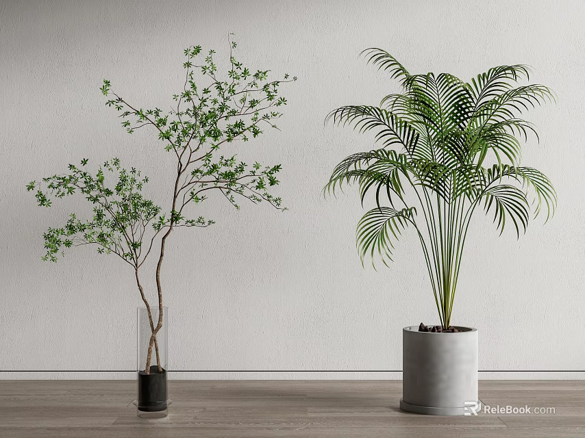 Bonsai Potted Plants With Small Tree And Palm In Transparent And Gray Planters White Wall 3d model 