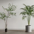 Bonsai Potted Plants With Small Tree And Palm In Transparent And Gray Planters White Wall