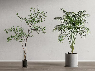 Bonsai Potted Plants With Small Tree And Palm In Transparent And Gray Planters White Wall 3d model