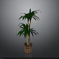 Tall Green Palm Plant With Lush Leaves In Woven Brown Basket Planter
