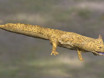 Yellow Spotted Reptile With Long Body Short Legs And Open Mouth In Natural Habitat 3d model
