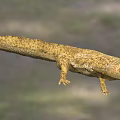 Yellow Spotted Reptile With Long Body Short Legs And Open Mouth In Natural Habitat