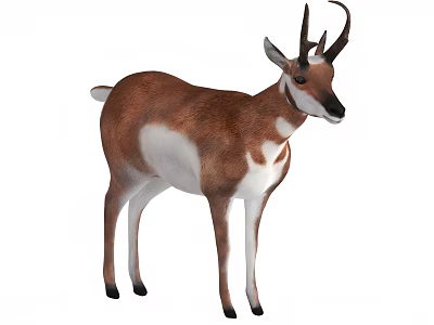 Pronghorn Antelope With Forked Horns Brown White Coat In Standing Position 3d model