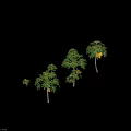 Various Arbor Trees With Green Leaves And Fruits In Different Growth Stages