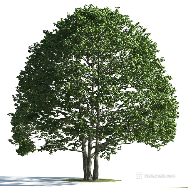 Lush Green Arbor With Dense Foliage And Strong Trunk In Natural Scene 3d model 