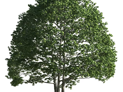 Lush Green Arbor With Dense Foliage And Strong Trunk In Natural Scene 3d model