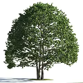 Lush Green Arbor With Dense Foliage And Strong Trunk In Natural Scene