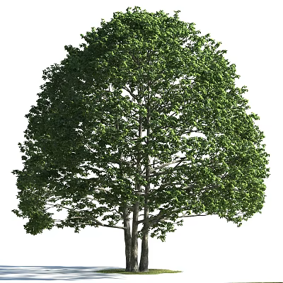 Lush Green Arbor With Dense Foliage And Strong Trunk In Natural Scene 3d model