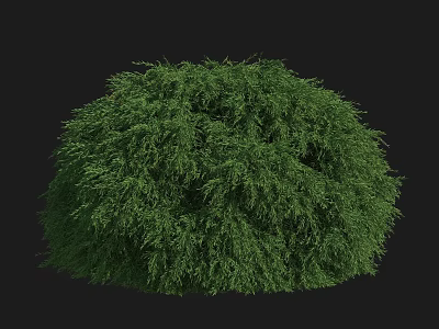 Green Round Shrub With Lush Dense Foliage Isolated on Black Background 3d model