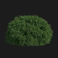 Green Round Shrub With Lush Dense Foliage Isolated on Black Background