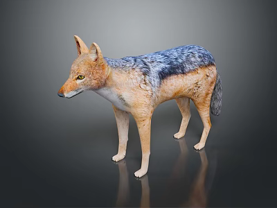 Realistic 3D Wild Jackal Figure with Gray Blue Brown Fur Standing on Dark Surface 3d model